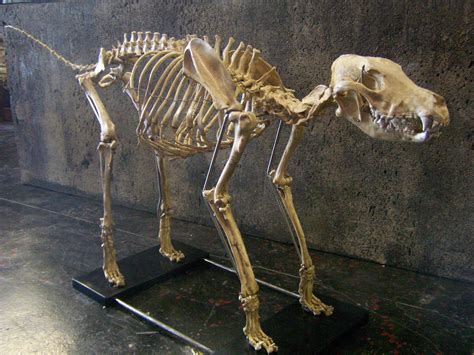 Pin By Anastasia Kreker On Animals Animal Skeletons Dog Skeleton