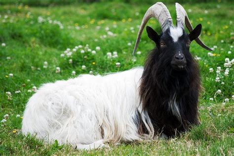 5 Goat Breeds You May Not Be Familiar With Farm Flavor