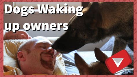 Dogs Waking Up Owners Compilation Funny Top 10 Videos Youtube