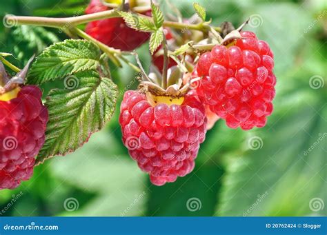 Ripe Raspberry Stock Photo Image Of Ripe Nature Food 20762424