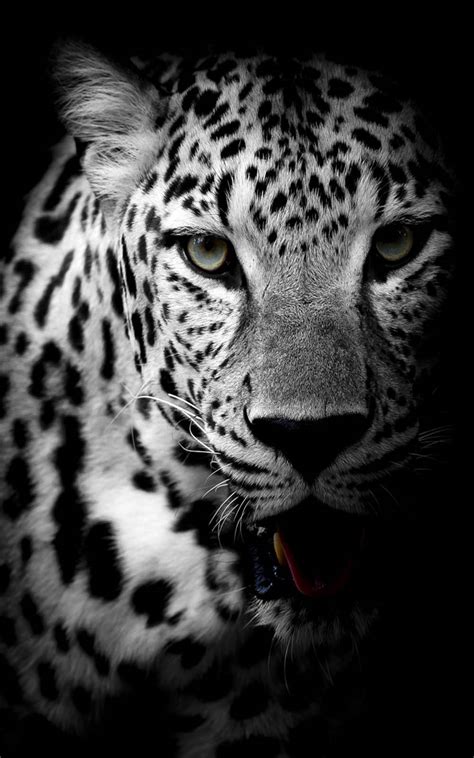 Leopard Black And White 4k Ultra Hd Mobile Wallpaper