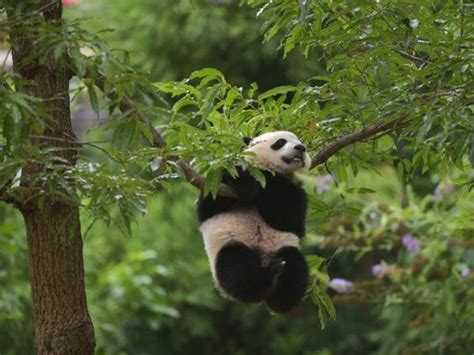 Chinas Wild Panda Numbers Have Increased By 17 Since