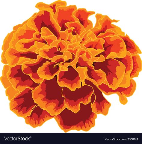 Orange Marigold Royalty Free Vector Image Vectorstock