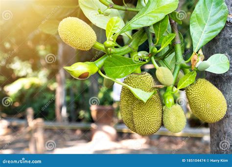 Small Jackfruit In Jackfruit Tree Stock Image
