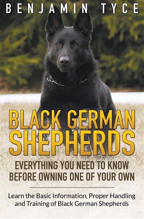 Buy Black German Shepherds Everything You Need To Know Before Owning