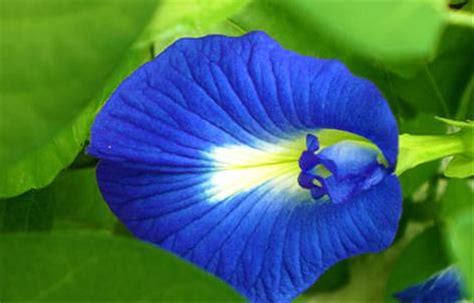 Terbaru 12 Gambar Bunga Telang Biru Gambar Bunga Indah