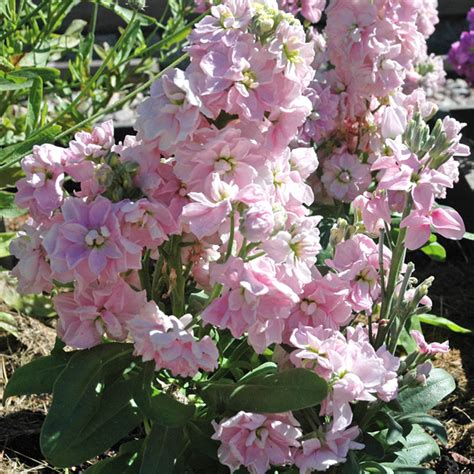 Mixed Color Matthiola Incana Stock Flower Seeds — Usa Garden Center