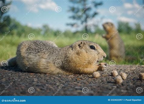 Funny Gopher In The Park Stock Image Image Of Burrow 232422297