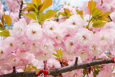 Närbild Av Rosa Sakura Frodiga Blommande På En Solig Vårdag Cherry Gren