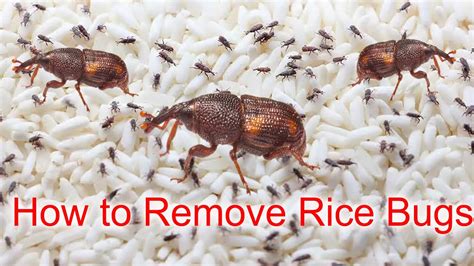 How To Get Rid Of Rice Bugs Naturally Youtube