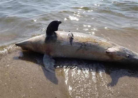 Dead Dolphin Found On Calvert County Beach Southern Maryland News Net