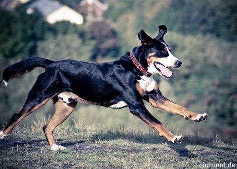 Großer Schweizer Sennenhund By Socotokio Via Flickr