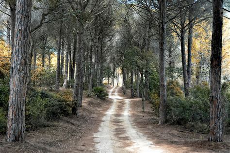 Sardinia Bidderosa Forest Photograph By Joachim G Pinkawa Pixels Merch
