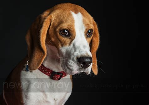 Dog Portrait Photography Day Highlights 2016 Pt2