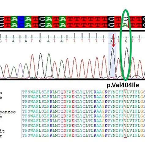 A Chromatogram Of Sanger Sequencing Showing The C1212ag