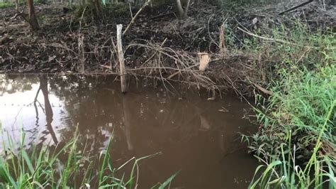Seseorang tidur dan dalam tidurnya ia bermimpi mancing ikan itu merupakan firasat yang bagus, dan primbon jawa mengisyaratkan bahwa orang tersebut bakalan mendapat rejeki. Mancing ikan wader setreknya tiada henti - YouTube
