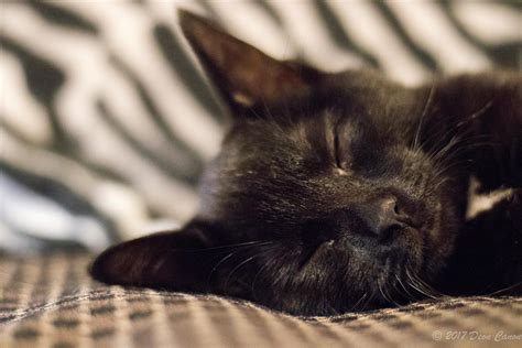 Selective Focus Of Black Cat Photo · Free Stock Photo