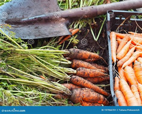 Autumn Season Of Harvesting Carrots In The Garden Freshly Dug Carrots