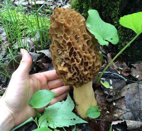 Where to Find Morels - Know the Signs | The Amazing Mushroom