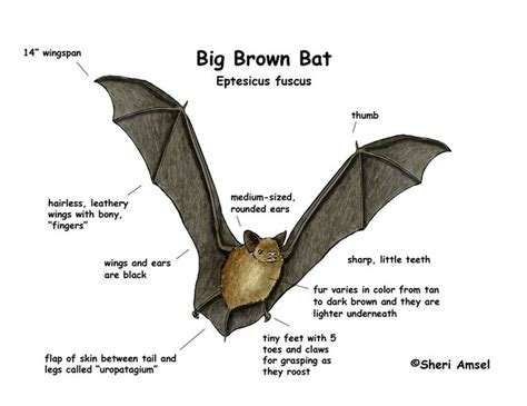 17 Best Images About “big Brown Bat” On Pinterest Caves Habitats And