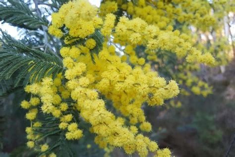Mimosa Flower Meaning Mimosa Flower Mimosa Plant Flower Meanings
