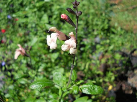 Salvia X Jamensis Nude PuraSalvia