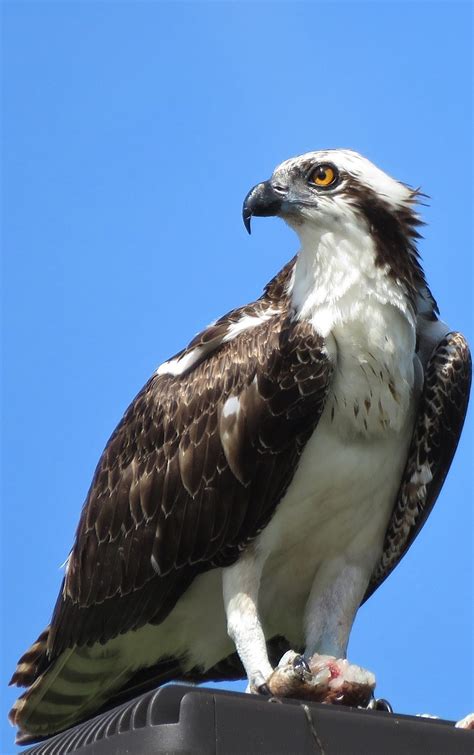 Picture Of An Osprey About Wild Animals