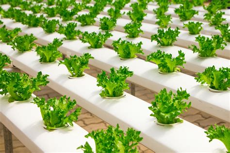 Overview Of Commercial Hydroponic Systems Global Garden