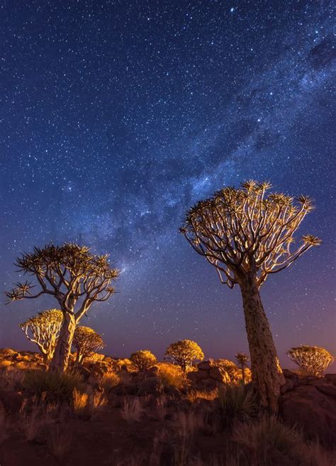 Milky Way Over Quiver Tree Forest Photo By Duane Miller — National