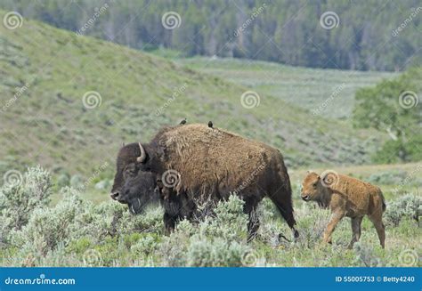 Baby Bison Trailing Behind Mom In Yellowstone National Park Stock