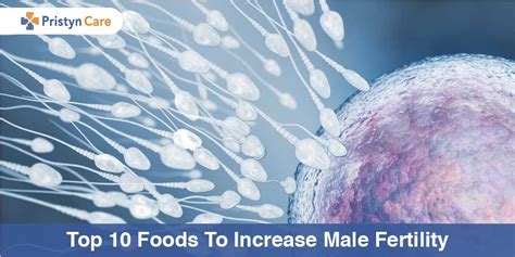 Top 10 Foods To Increase Male Fertility Pristyn Care