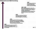 Arbeitsblatt: DNA-Struktur