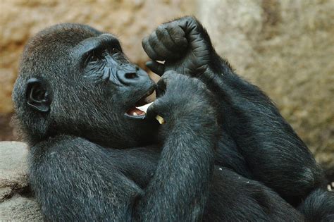 Hewan gajah termasuk binatang herbivora alias pemakan rumput. Contoh Hewan Karnivora Omnivora - Surat Box