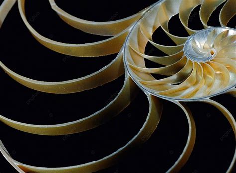 Nautilus Shell Aquatic Marine Close Up Photo Background And Picture For