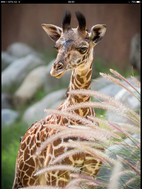 Beautiful Baby Giraffe