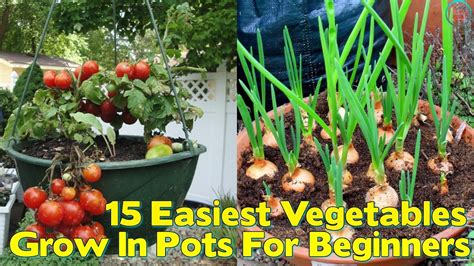 Easiest Vegetables To Grow In Pots For Beginners Doovi