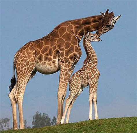 Kissing Giraffes No Greater Love Than That Between A Mother And Her