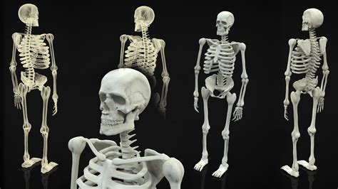 Skeleton Full Body 3d Model Cgtrader
