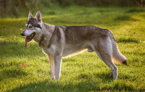 Razas De Perros Lobo Principales Datos Y Guía Descubre El Mundo Animal