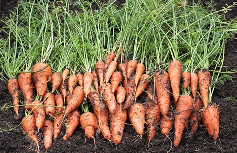 How To Grow Your Own Food How To Grow Carrots