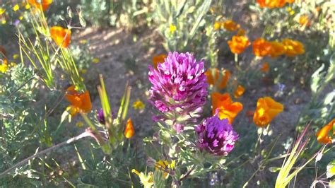 Poppy Field In Broad Canyon Lancaster Ca March 21 2022 Cánh đồng Hoa Poppy ở Nam California