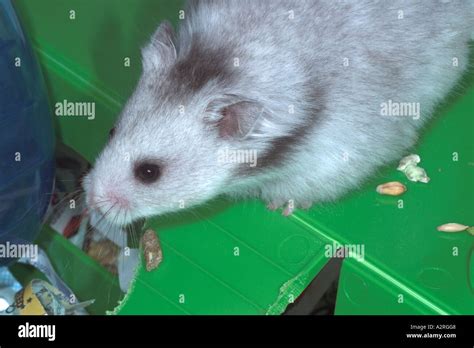 Female Silver Grey Longhaired Syrian Hamster Stock Photo Alamy