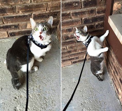 The funk hunters did a great job warming up the crowd. Indoor Cat Reactions To Going Outside For The First Time