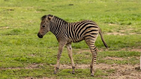 Baby Zebra Arrives At National Zoo The Maitland Mercury Maitland Nsw