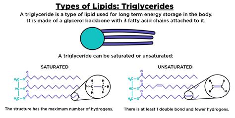 Lipids Structure And Function