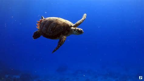 Underwater Marine Life ~ Sea Turtles Coral Reef Fish