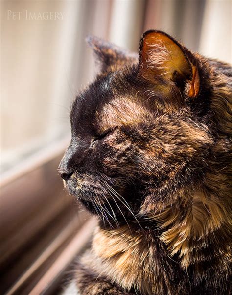 Includes album cover, release year, and user reviews. New Pet Preview: Tabitha and Soda Pop, Tortoiseshell and ...