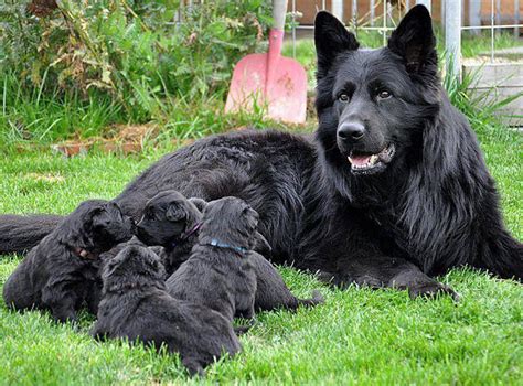 Long Haired Black German Shepherd Black German Shepherd Puppies