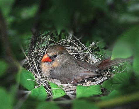 Female Cardinal Nest