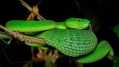 Viper 4k Snake Pit Reptile Background Terrarium